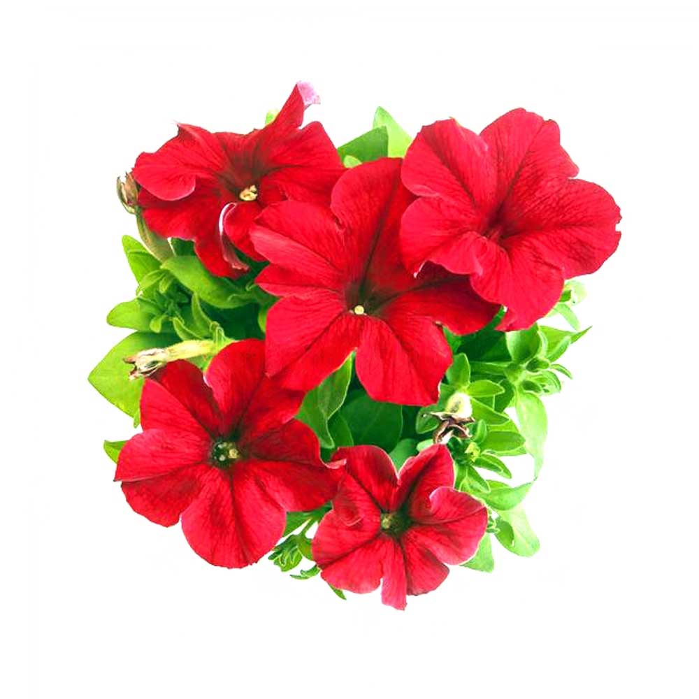 Scarlet Red Petunia Seeds – Bright Fiery Blooms for Gardens & Hanging Baskets