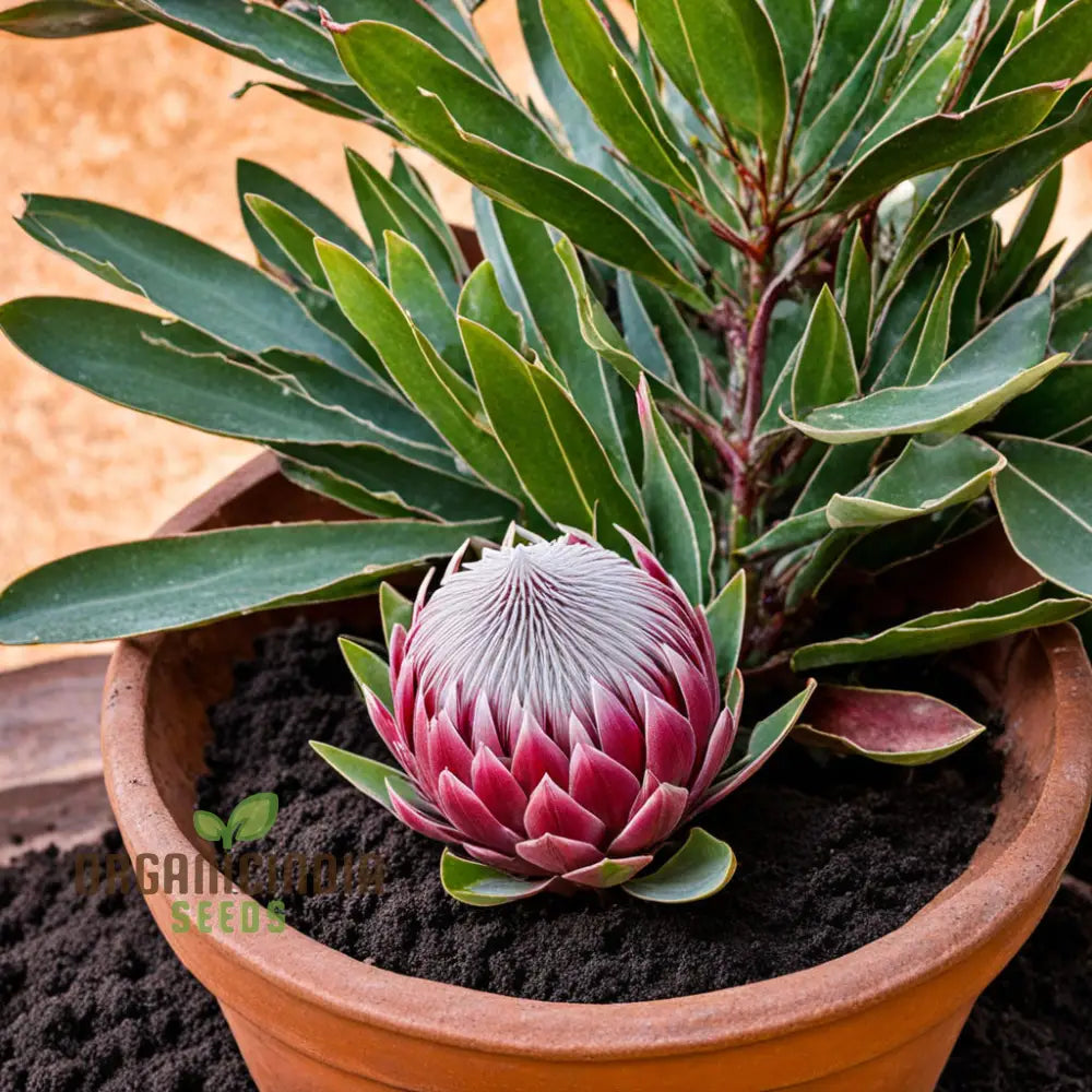 Protea seeds producing exotic garden blooms