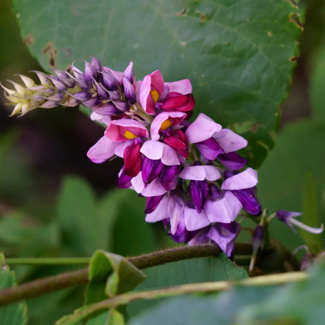 Pueraria Lobata Seedlings Growing from Seeds