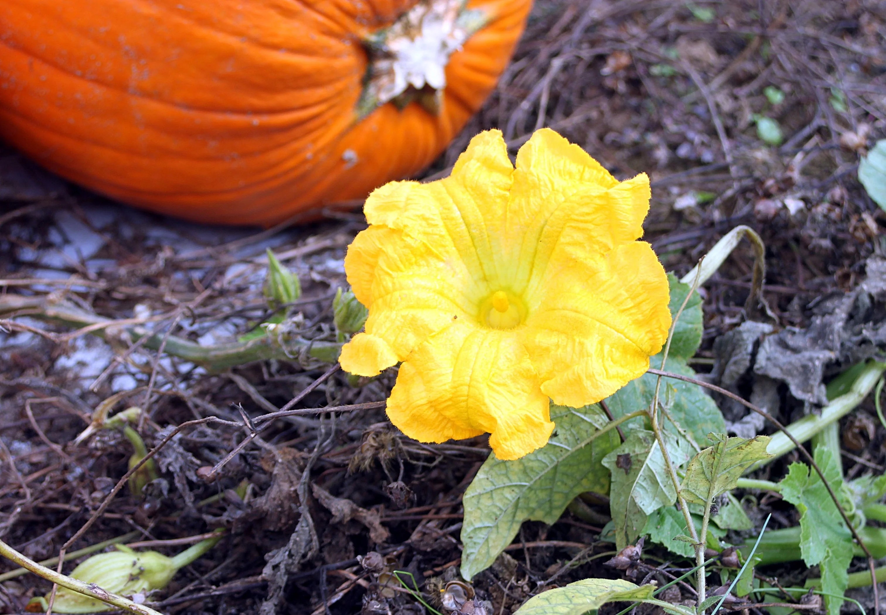 Harvested Pumpkin Blossoms from Seeds, Edible and Vibrant Flowers
