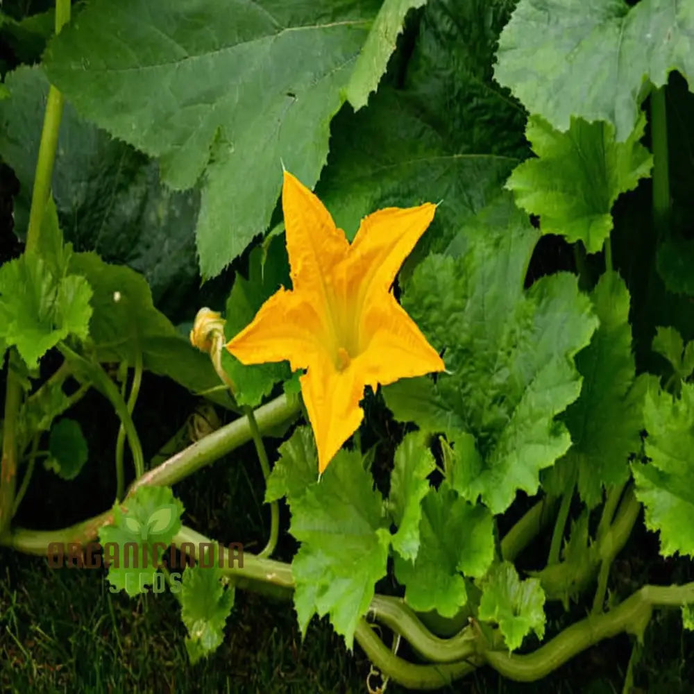 Mature Pumpkin Plant Producing Blossoms from Seeds, Vining Flower Vegetable