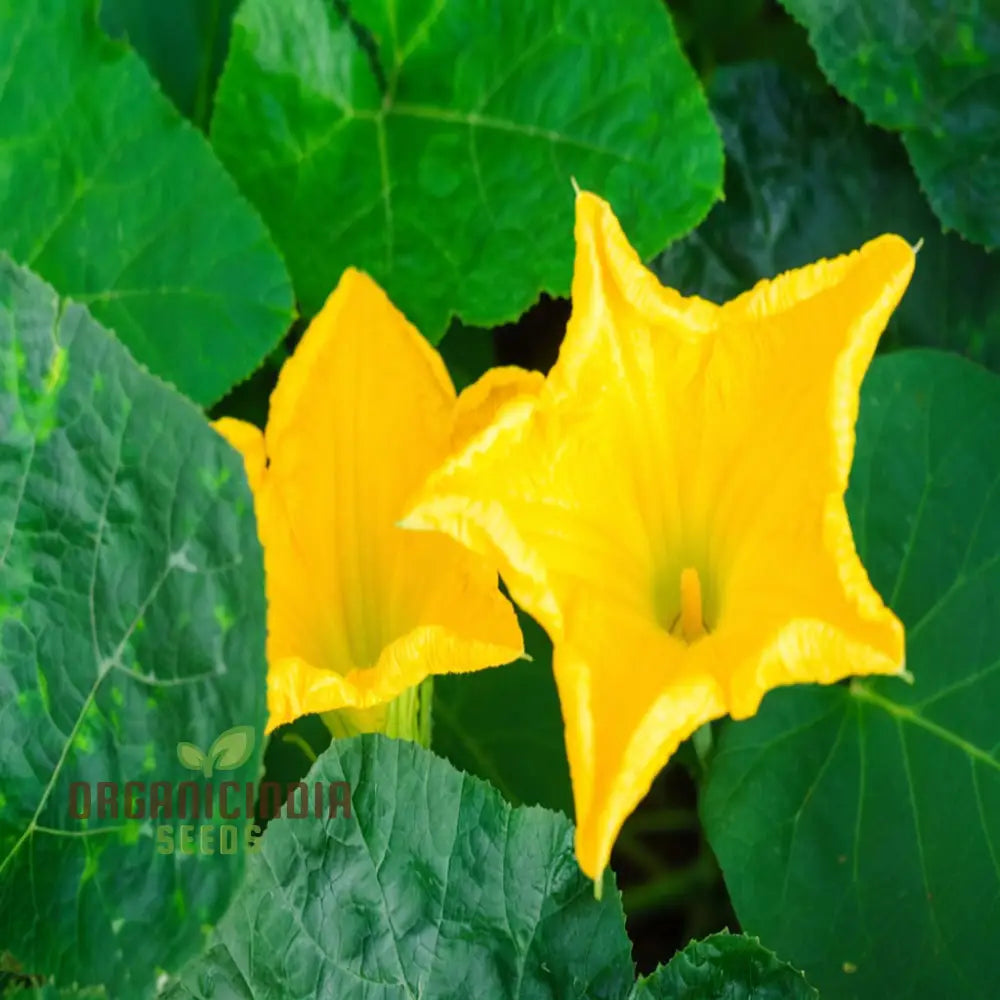 Pumpkin Blossom Seedling Growing in Garden, Easy-to-Grow Edible Flowers