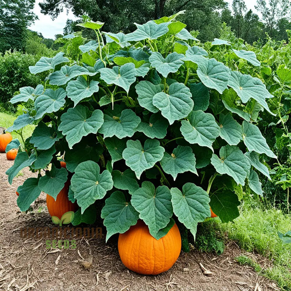 Orange Pumpkins Ripening on the Vine from Organic Seeds