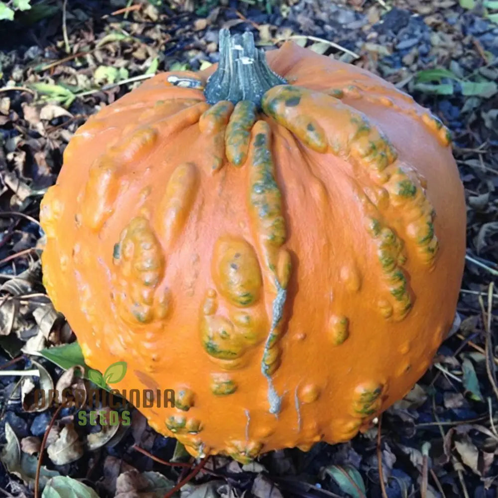 Pumpkin Knuckle Head Seeds â€“ Elevate Your Gardening With Distinctive Eye-Catching Gourds!