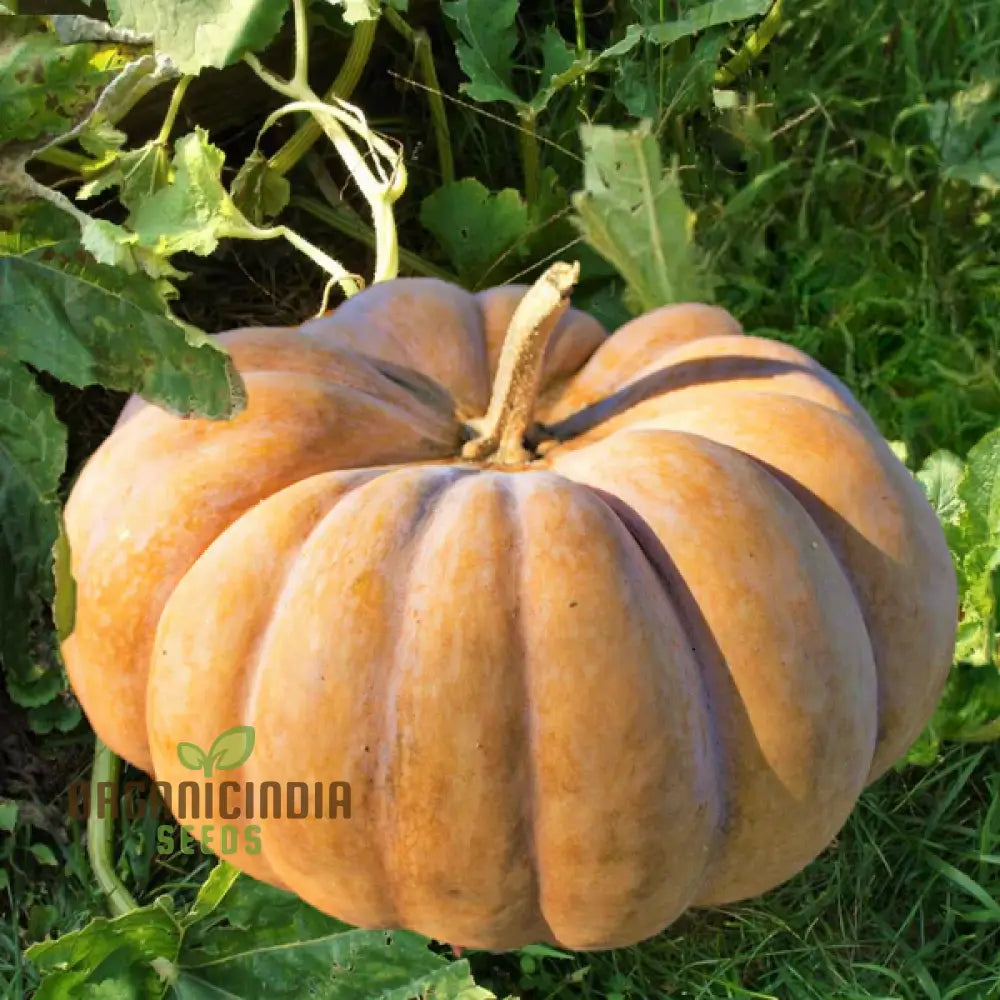 Mature Pumpkin Plant from Seeds, High-Yield Garden Pumpkins