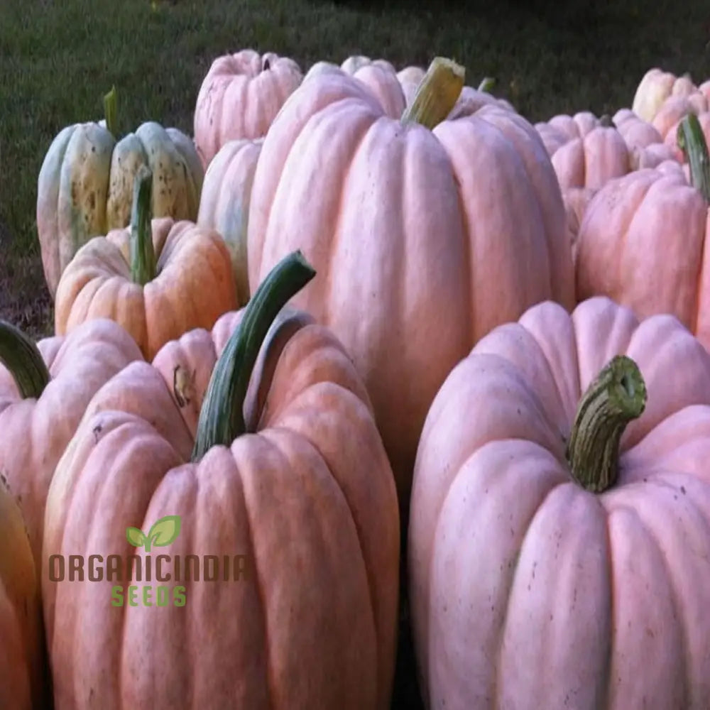 Closeup of Pink Pumpkin Fruit Grown from Seeds, Unique Pink-Hued Pumpkin
