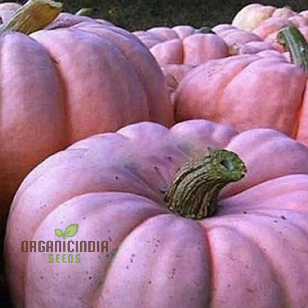 Mature Pink Pumpkin Plant from Seeds, High-Yield Variety
