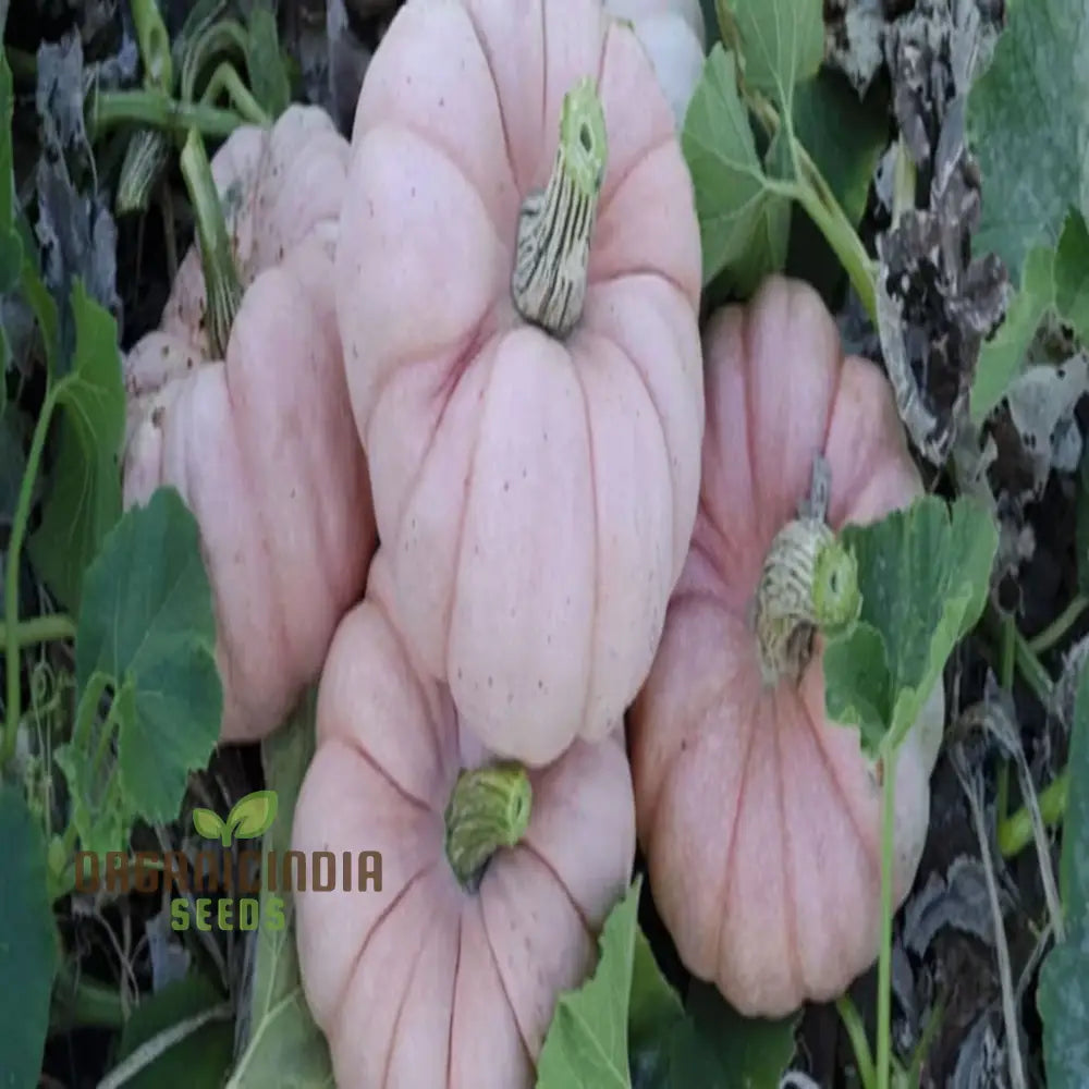 Pink Pumpkin Seeds Packet, Premium Non-GMO Pumpkin Seeds for Planting