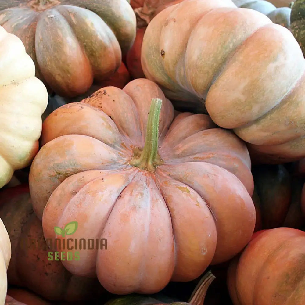 Premium Quality Pumpkin Seeds for Gardening, Large Pumpkin Seeds