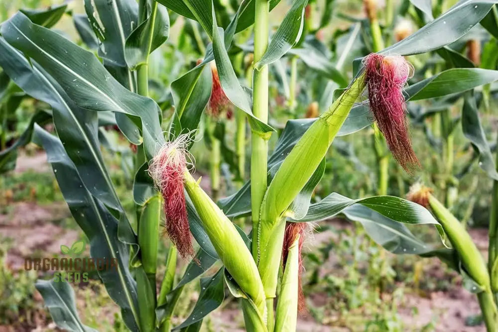 Pure & Organic Corn Seeds For Planting Nurturing Natureâ€™s Bounty In Your Garden Squash And Gourds