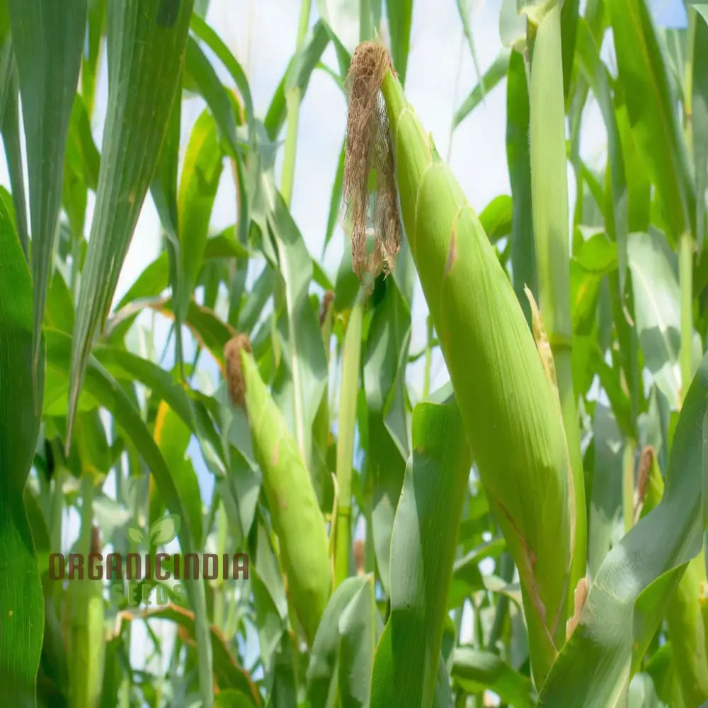 Pure & Organic Corn Seeds For Planting Nurturing Natureâ€™s Bounty In Your Garden Squash And Gourds