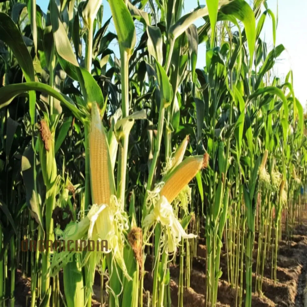 Pure & Organic Corn Seeds For Planting Nurturing Natureâ€™s Bounty In Your Garden Squash And Gourds