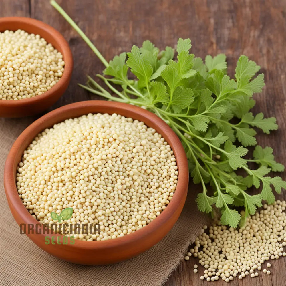 White Mustard Seeds Growing in Containers Pure Essence Variety