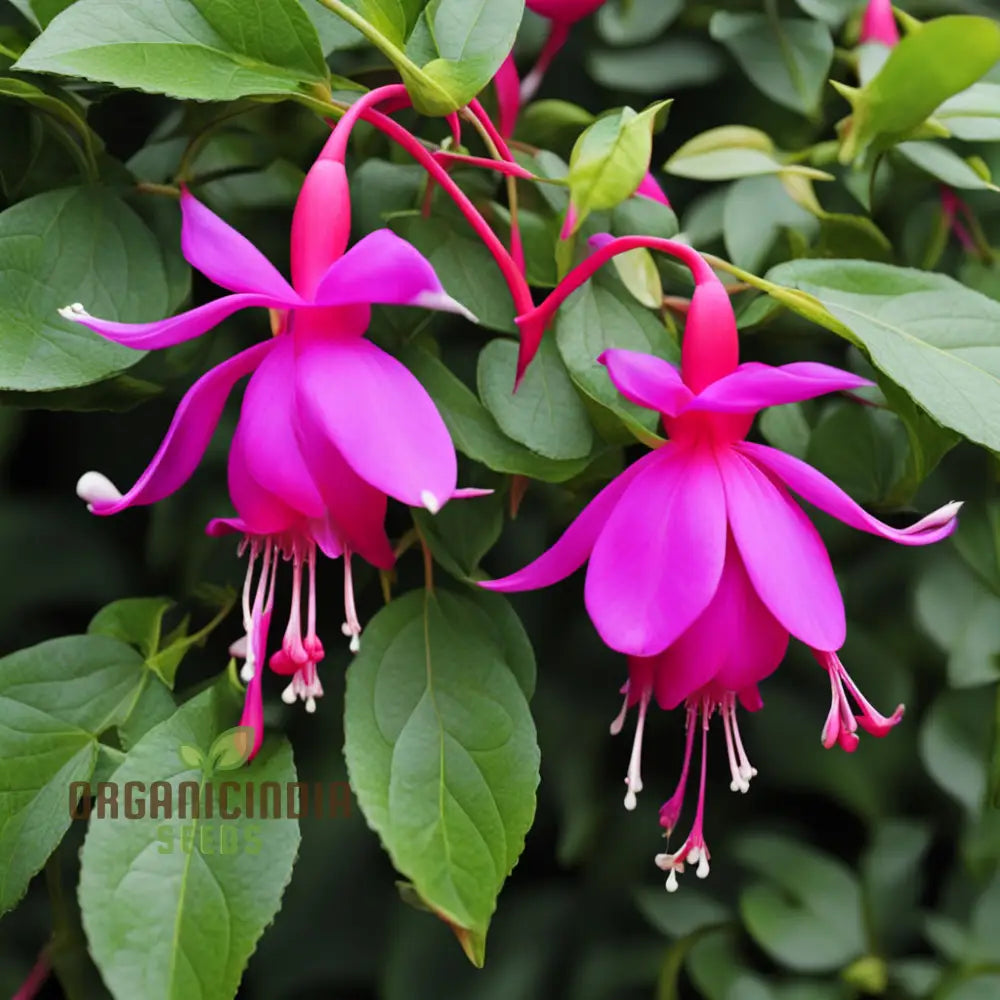 Purple And Red Fuchsia Flower Seeds â€“ Elevate Your Gardening With Breathtaking Blooms Annuals