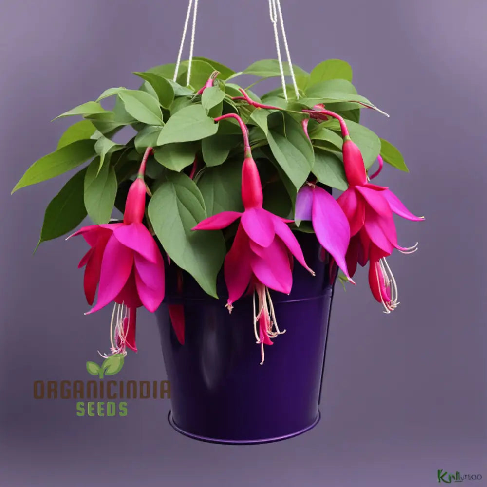Purple And Red Fuchsia Flower Seeds â€“ Elevate Your Gardening With Breathtaking Blooms Annuals