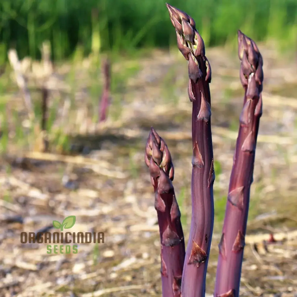 Purple Asparagus Seeds for Planting, Non-GMO Vegetable Seeds