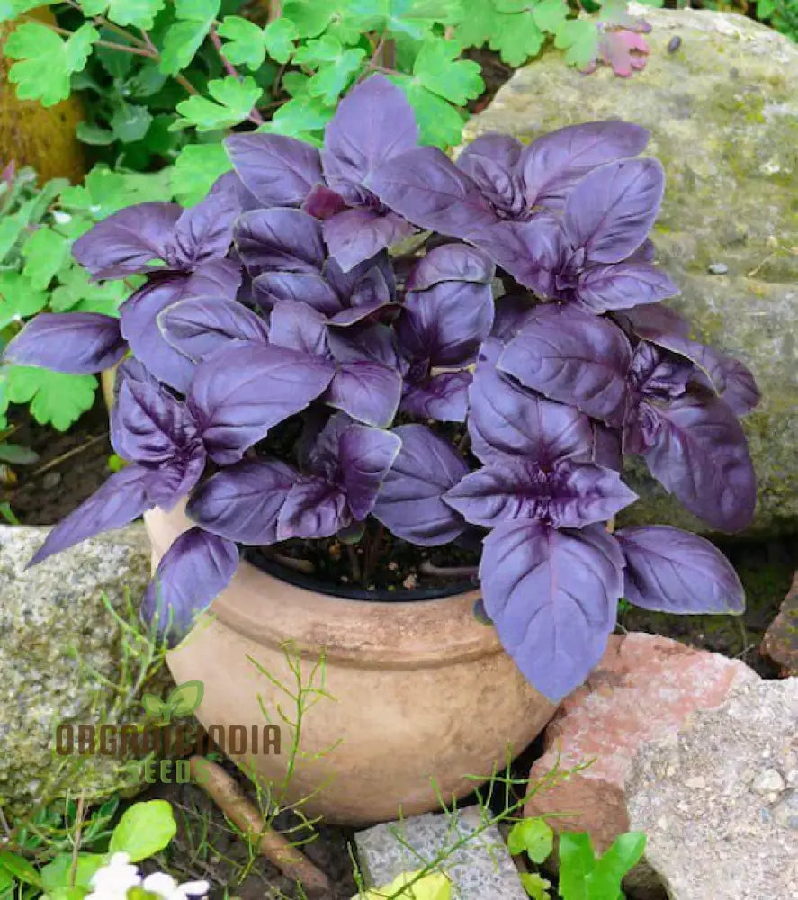 Purple Basil Seeds For Planting - Perfect Home Gardening Aromatic ...