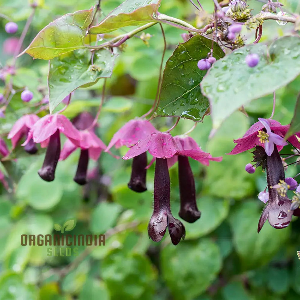 Purple bells seeds exotic climbing flower seeds