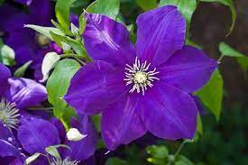 Purple bloom Clematis seeds perennial flowering plant