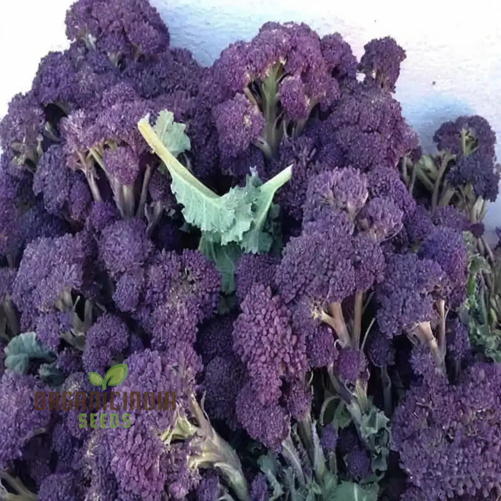Mature Purple Broccoli Plant, High-Yield Heirloom Seeds
