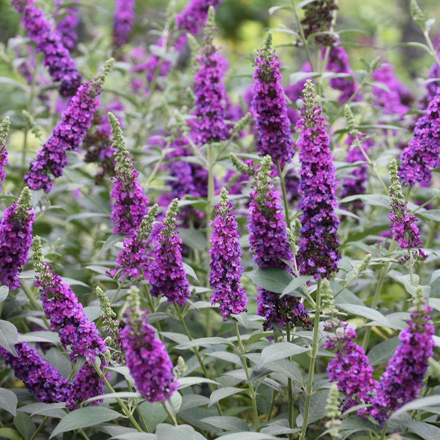 Purple Butterfly Bush Seeds Buddleia Davidii for Outdoor Flower Gardening