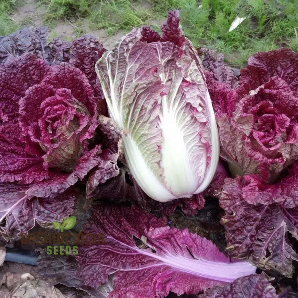 Purple Chinese Cabbage Seeds for Planting, Non-GMO Cabbage Variety