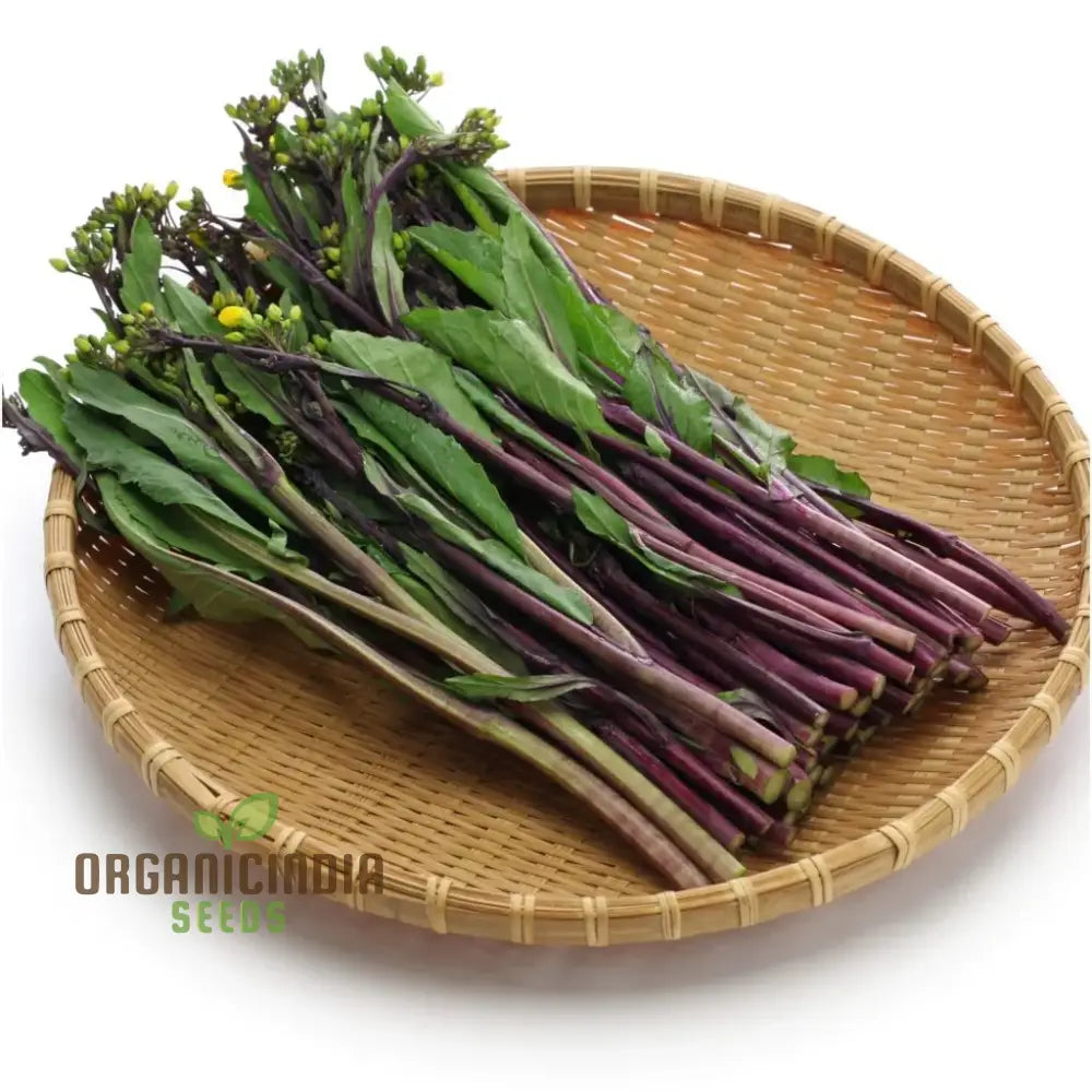 Mature Purple Choy Sum Plant from Seeds, Homegrown Leafy Vegetable