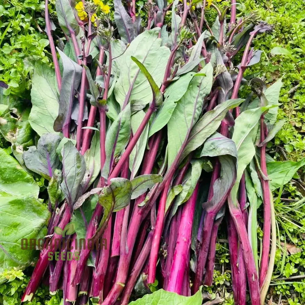 Purple Choy Sum Seeds for Home Garden, Easy-to-Grow Leafy Greens