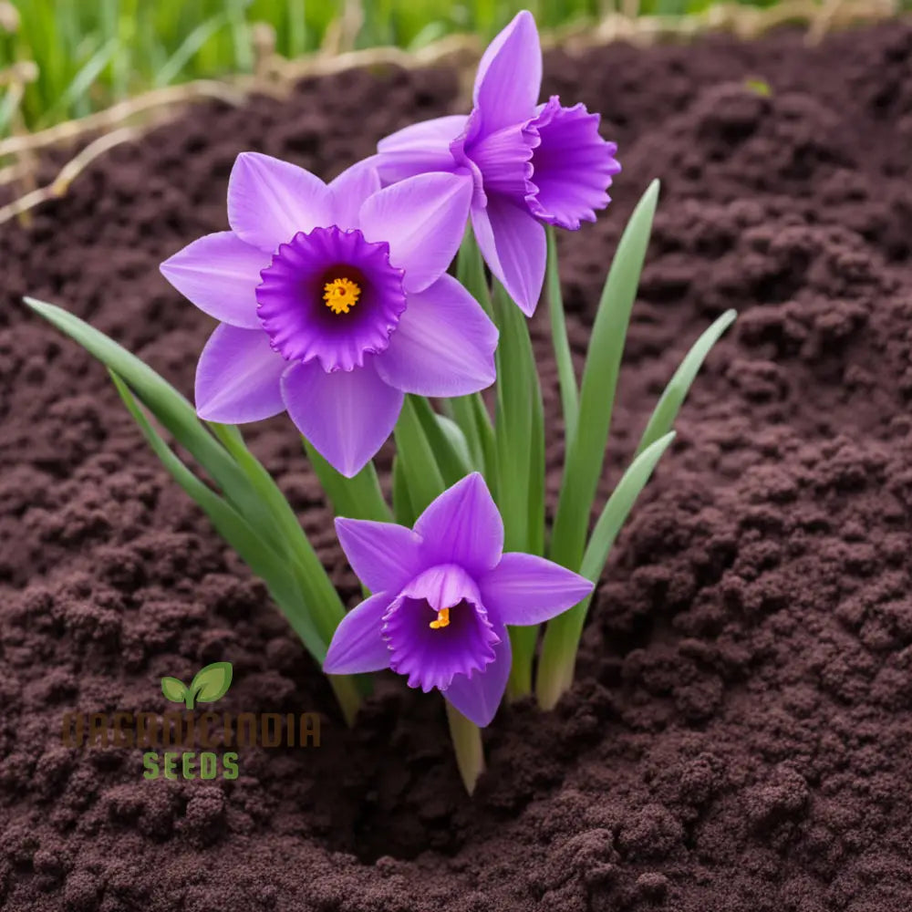 Purple daffodil seeds for planting