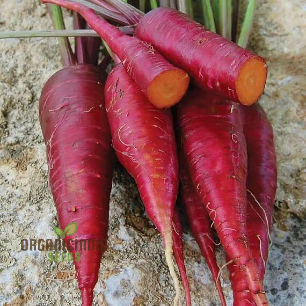 Mature Purple Dragon Carrot Plant, Organic High-Quality Roots