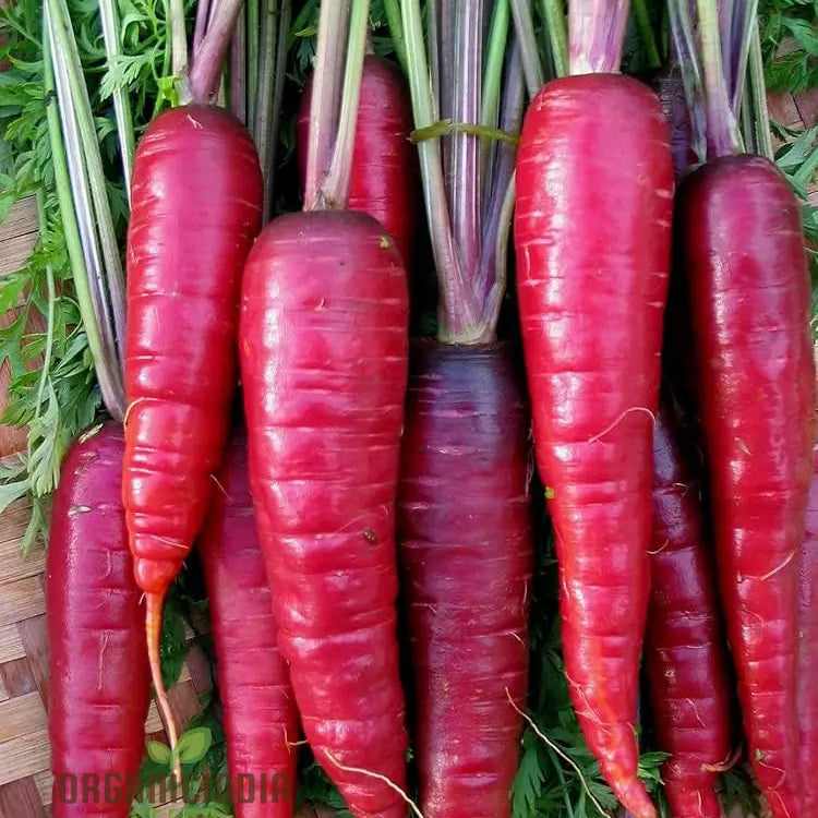 Purple Dragon Carrot Seeds For Planting And Gardening - Organic Seed Variety