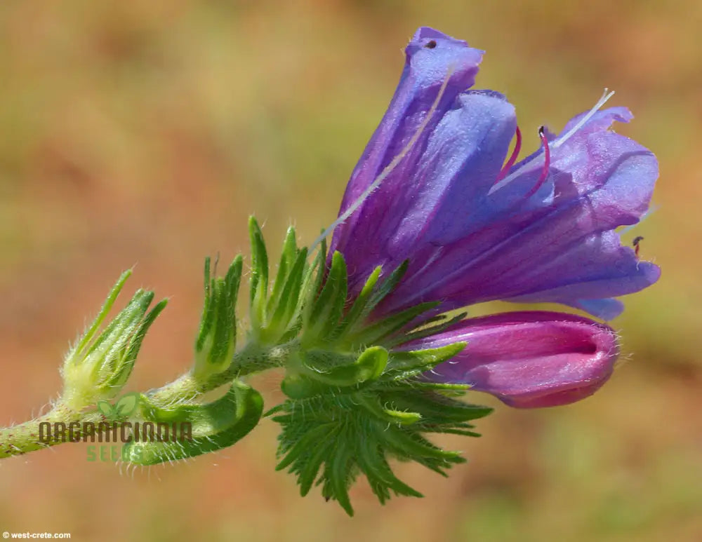 Non-GMO echium seeds for planting hardy blooms