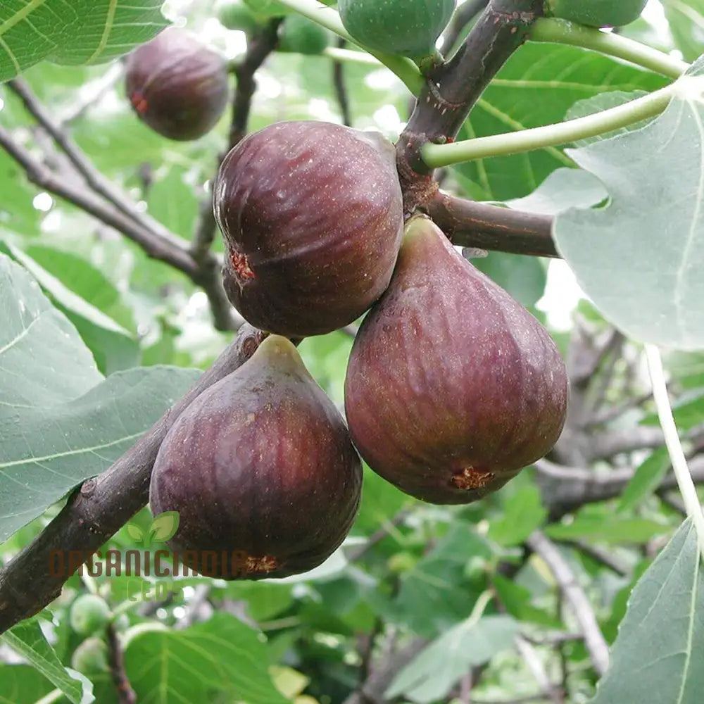 Purple fig seedlings developing in garden soil