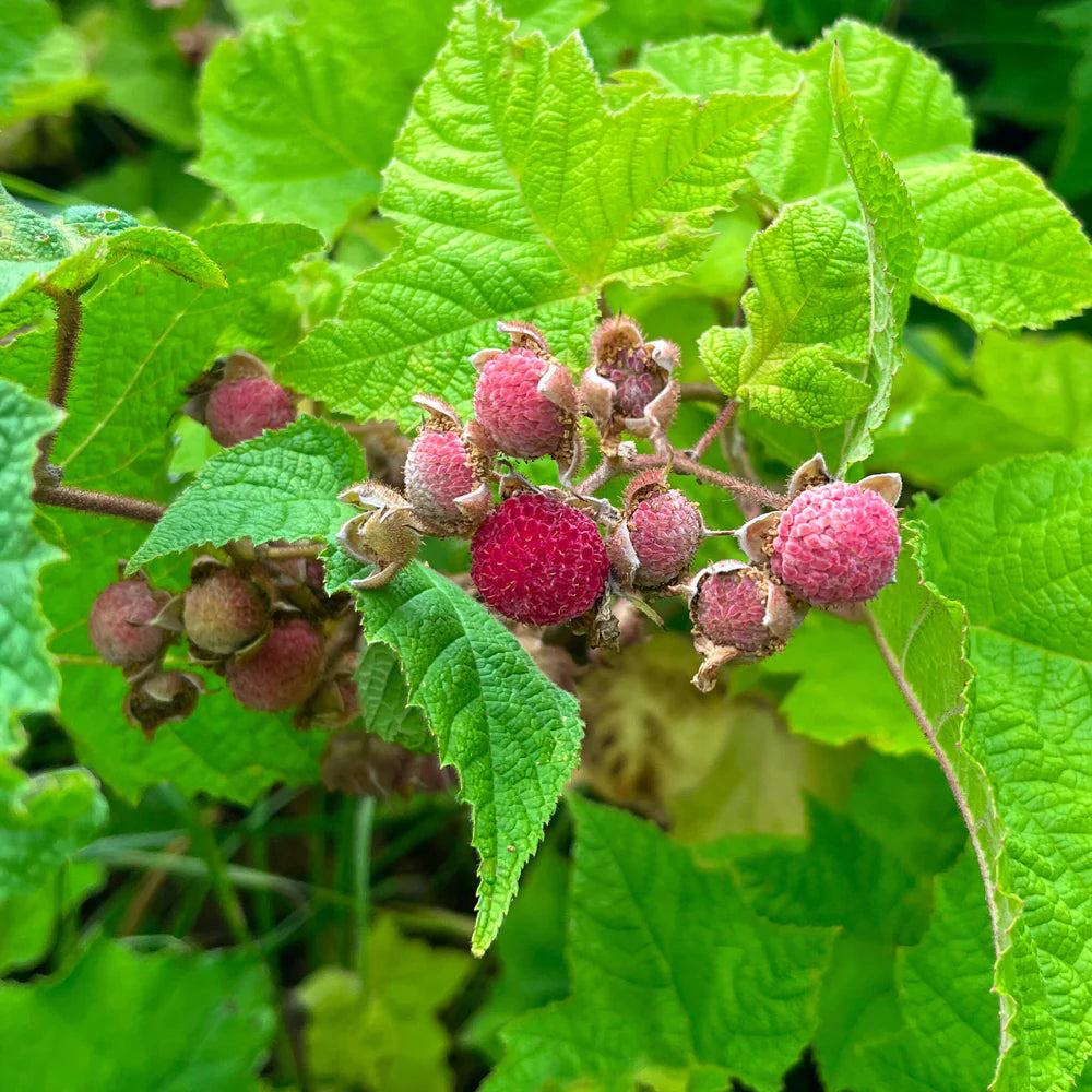 Purple Flowering Raspberry Seeds Non GMO for planting