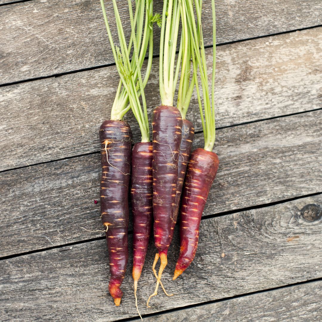 Mature Purple Haze Carrot Plant, Sweet and Vibrant Roots