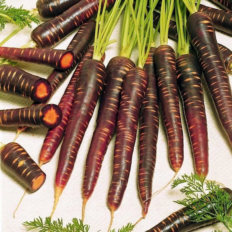 Purple Haze Carrot Seeds for Planting, Heirloom Vibrant Sweet Carrots