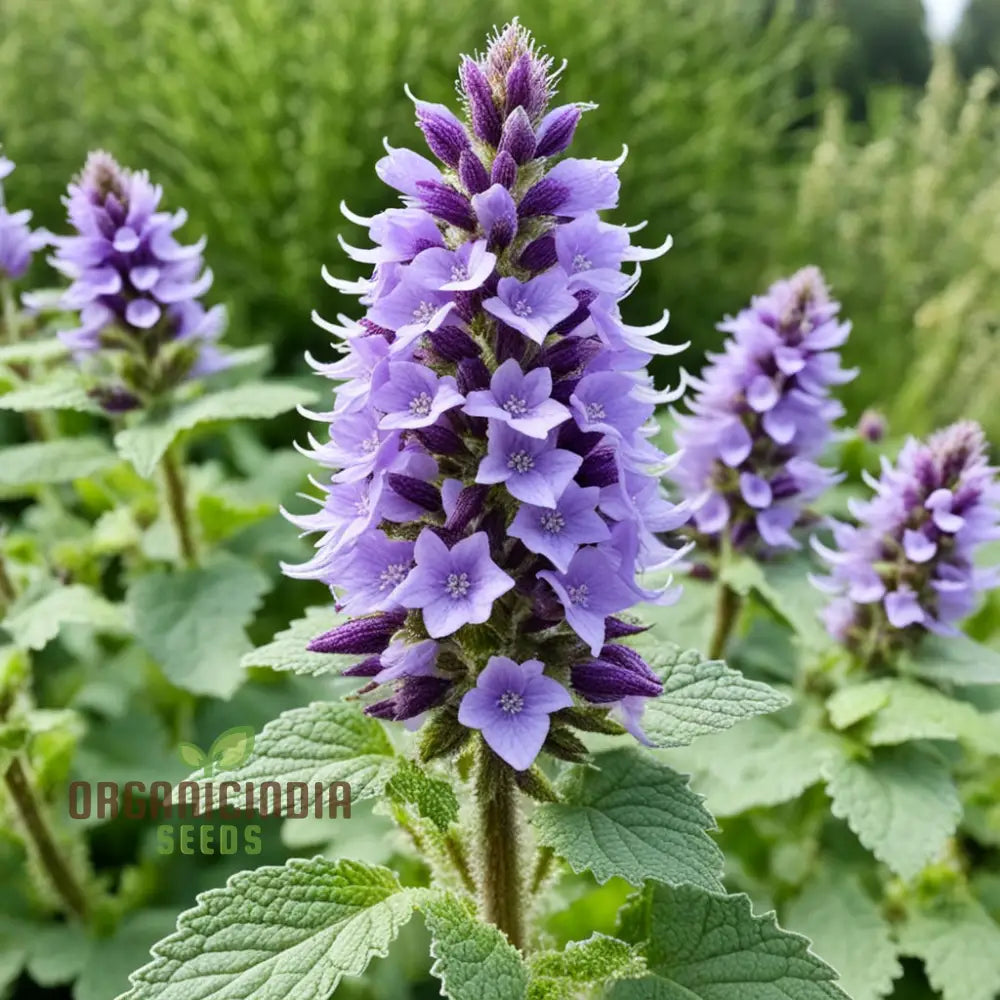 Purple Horehound Flower Seeds â€“ Elevate Your Gardening Experience With Distinctive Vibrant