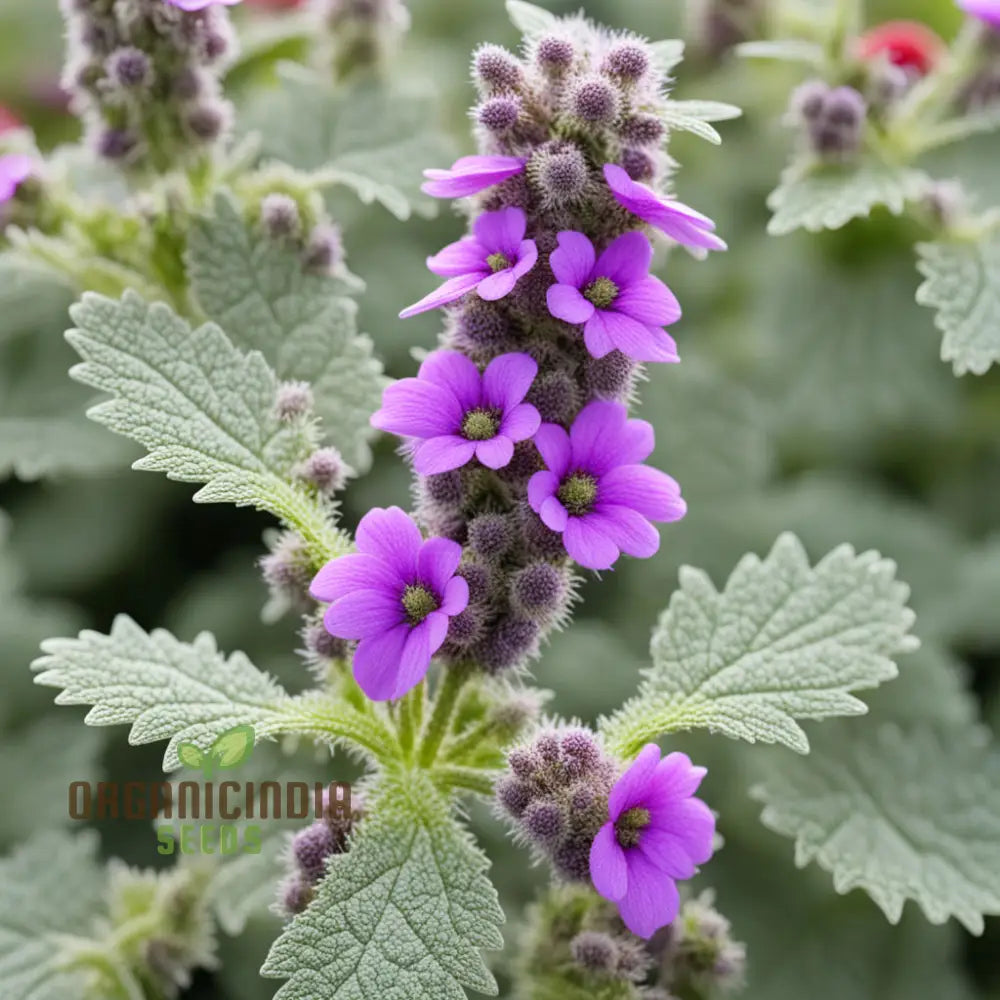 Purple Horehound Flower Seeds â€“ Elevate Your Gardening Experience With Distinctive Vibrant