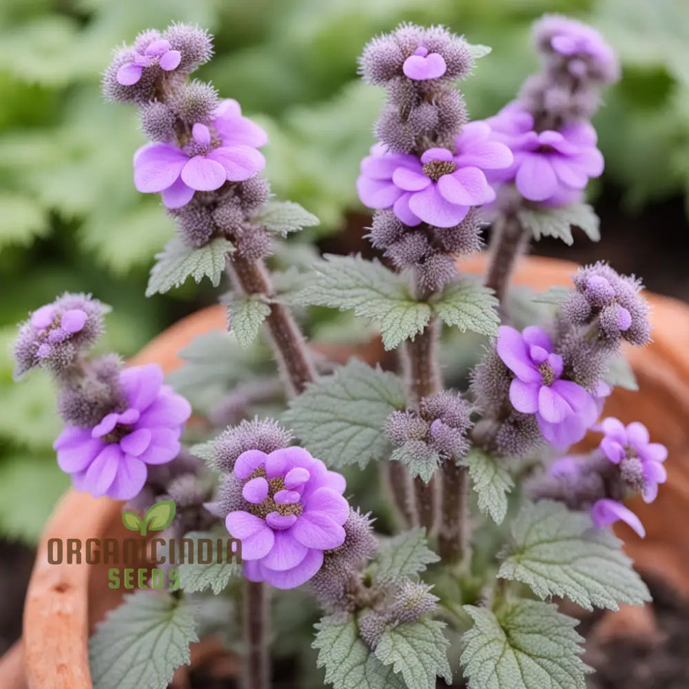 Purple Horehound Flower Seeds â€“ Elevate Your Gardening Experience With Distinctive Vibrant