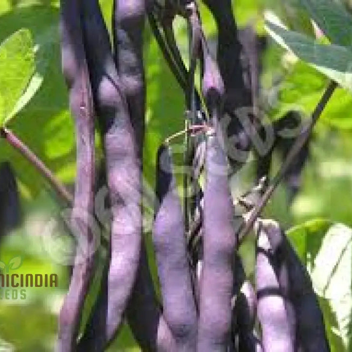 Healthy Purple King Plant Grown from Organic Seeds, Garden Cultivation