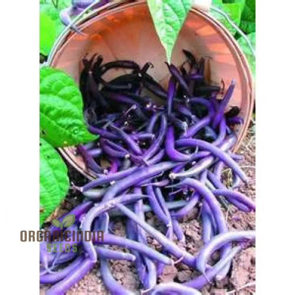 Premium Organic Purple King Seeds Packet for Home Garden Planting