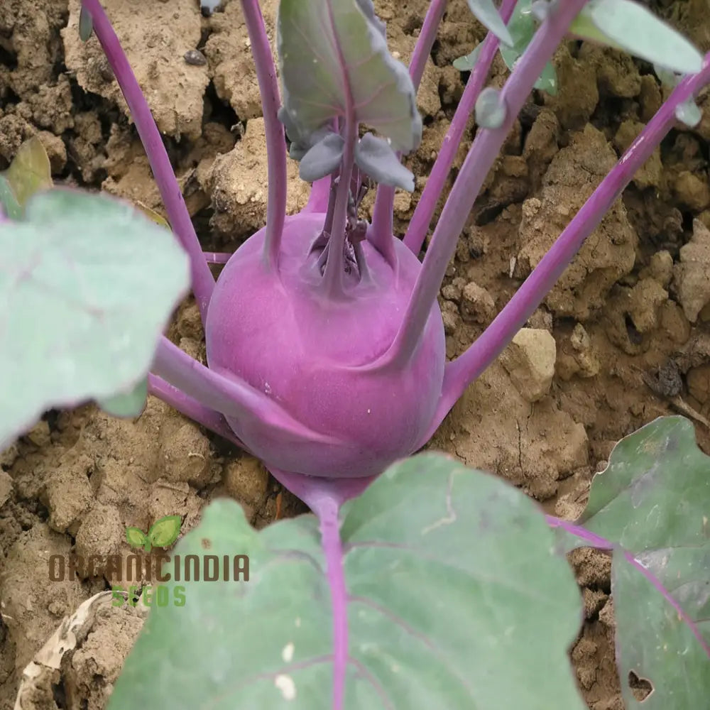 Closeup of Purple Kohlrabi Bulbs from Seeds, Crisp and Tender Home Garden Vegetables