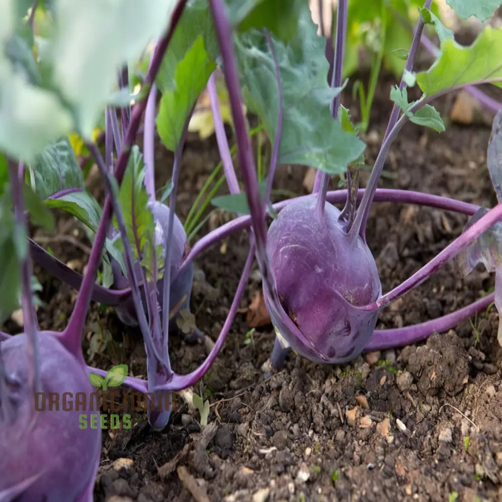 Mature Purple Kohlrabi Plant from Seeds, Vibrant and Flavorful Vegetable