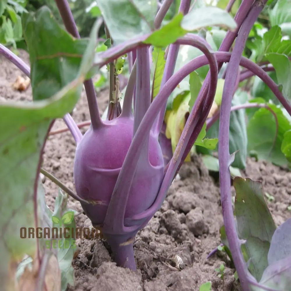 Purple Kohlrabi Seeds for Planting, High-Yield Home Garden Vegetable Seeds