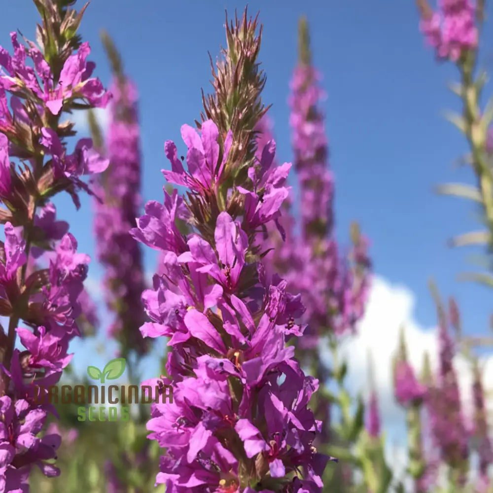 Purple Loosestrife seeds for planting in moist garden areas