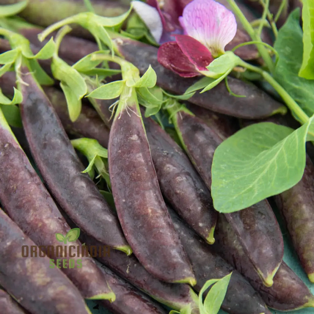 Purple Magnolia Sugar Snap Pea Seeds for Garden, Heirloom Climbing Pea Seeds