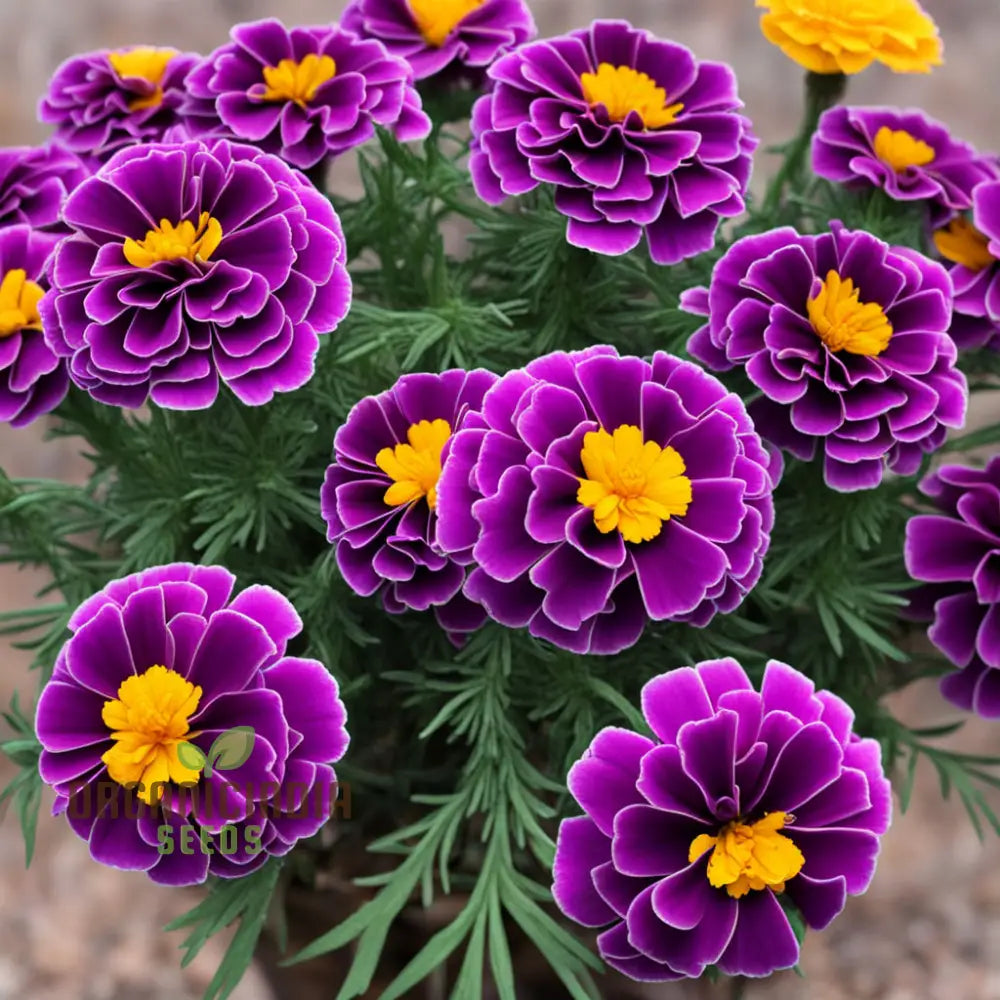 Purple Marigold Flower Seeds â€“ Elevate Your Gardening Experience With Unique Vibrant Blooms Annuals