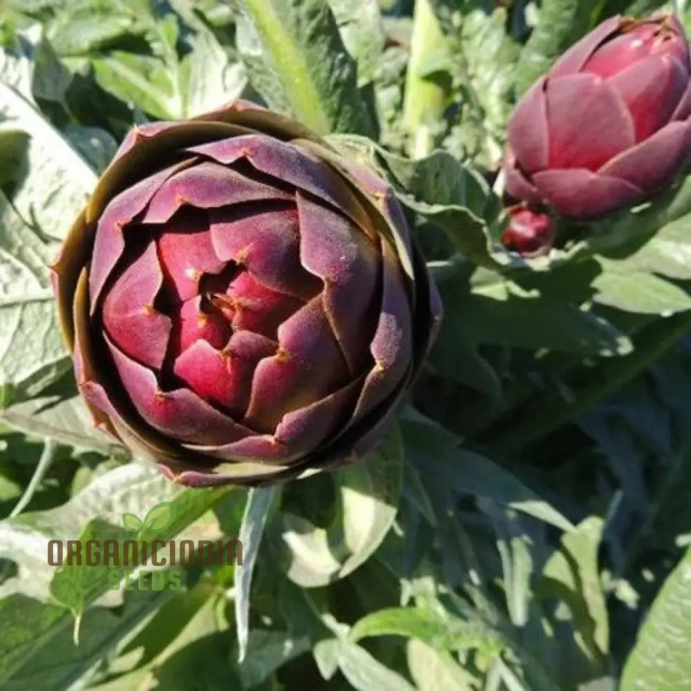 Mature Purple of Romagna Artichoke Plant from Seeds, Perennial Garden Vegetable