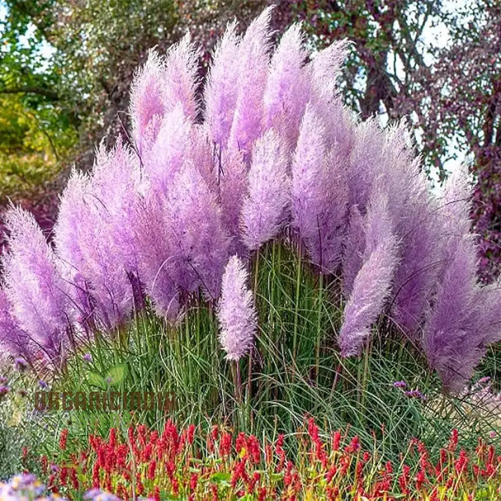 Purple Pampas Grass Seeds Buy Premium Quality Organic Seeds Online for Planting 100 Pcs