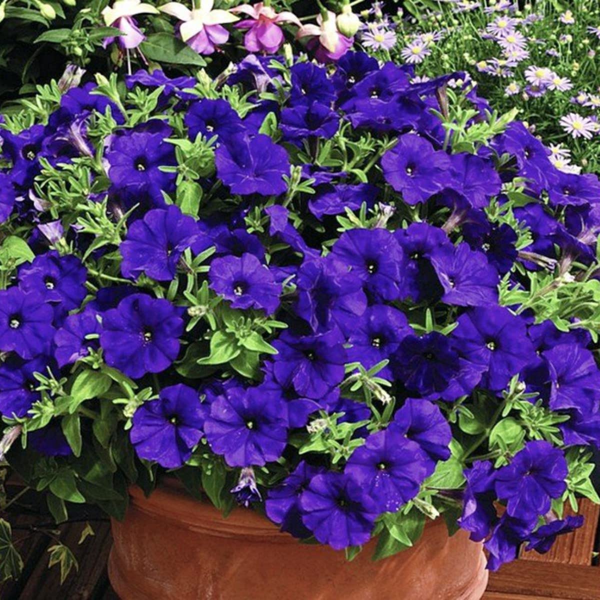 Purple Petunia Seeds Ideal for Hanging Baskets and Containers